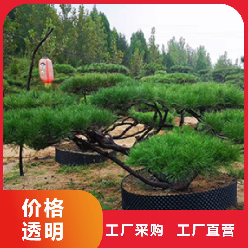 平顶松企业-经营丰富用心细节