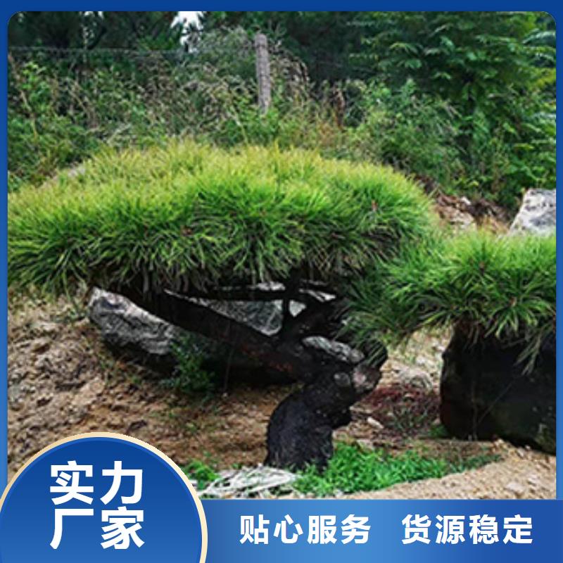 造型松造型池松多种规格供您选择种类丰富
