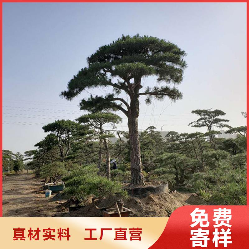 造型黑松设备生产厂家匠心工艺