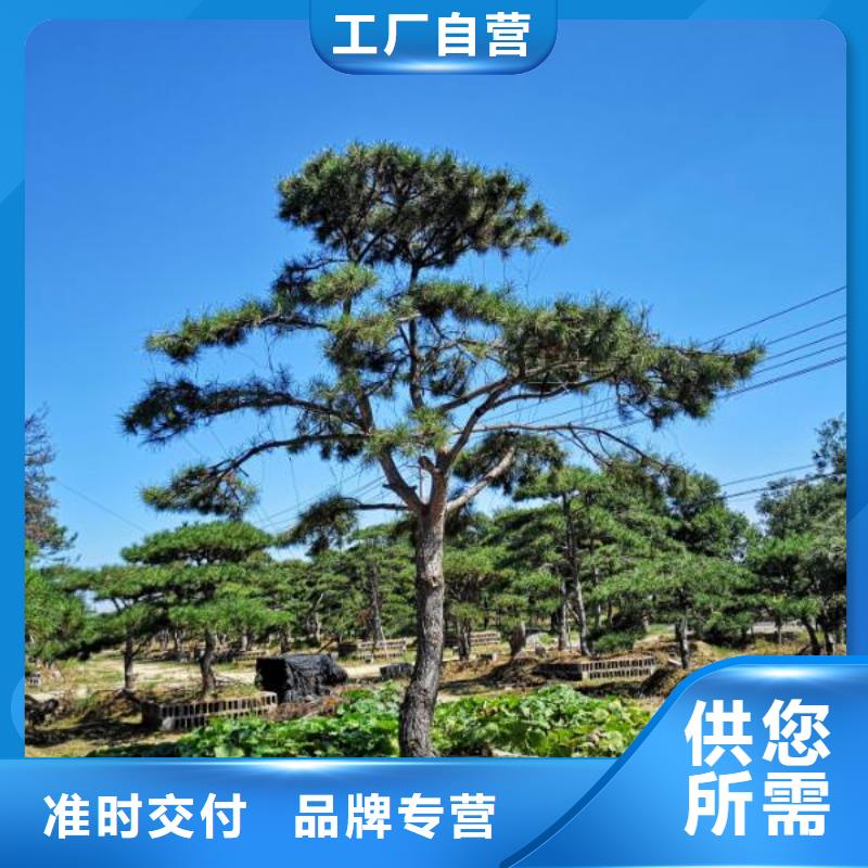 【造型松】盆景订制批发本地经销商