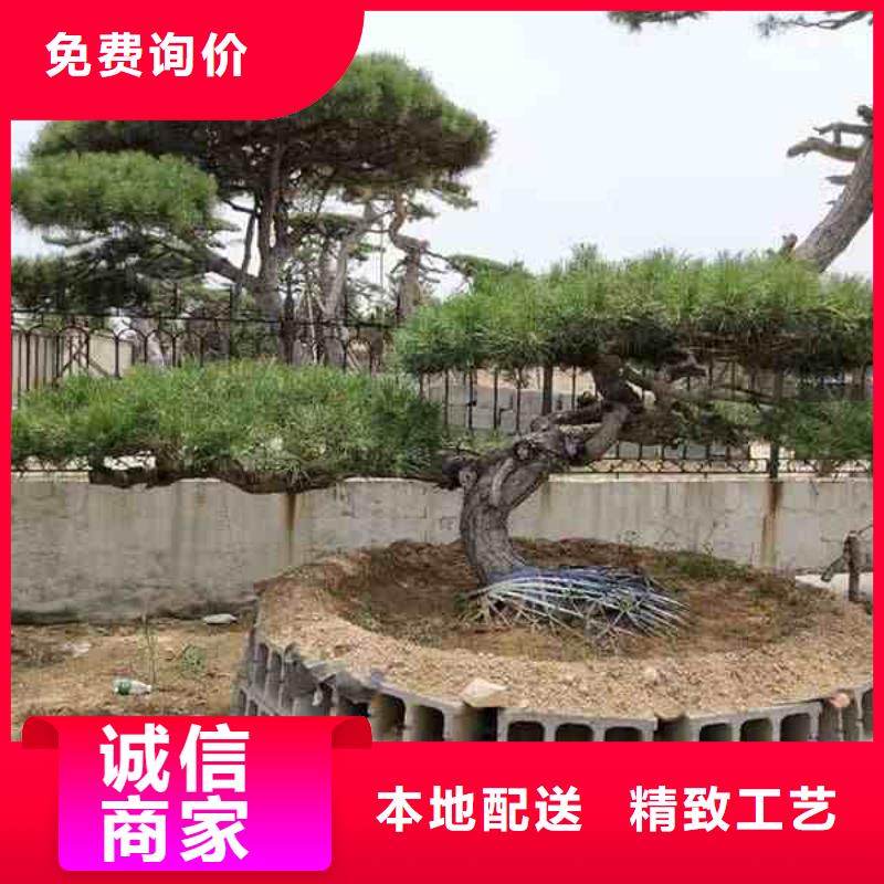 造型油松专业供应商来电咨询