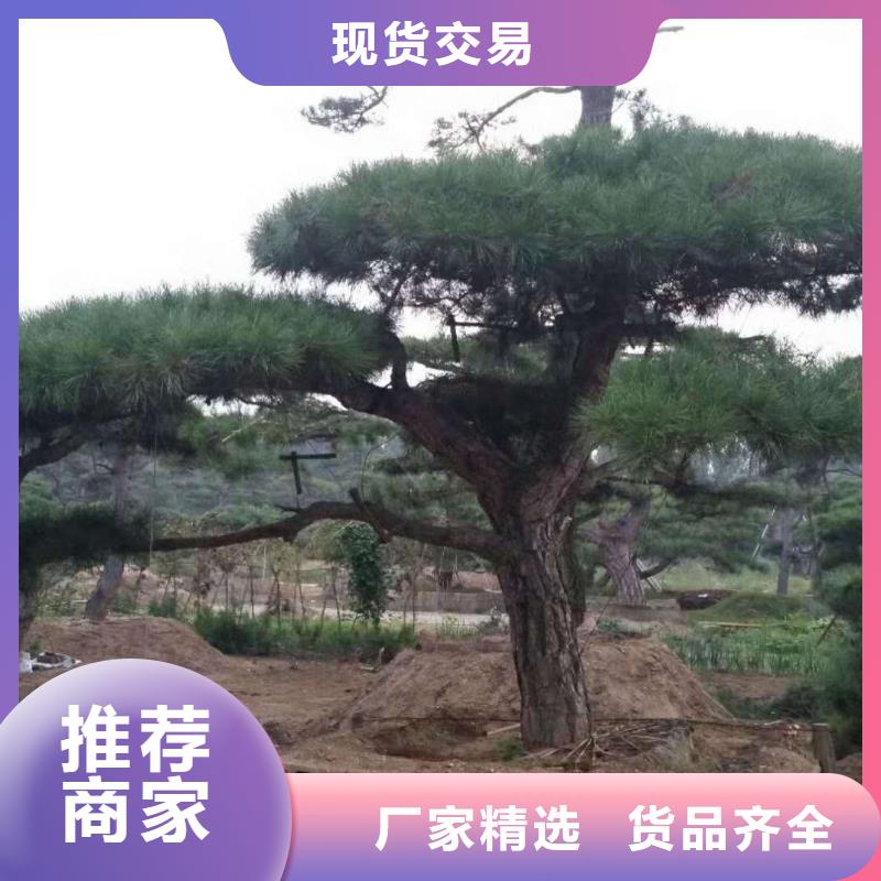 黑松全国走货当地生产商