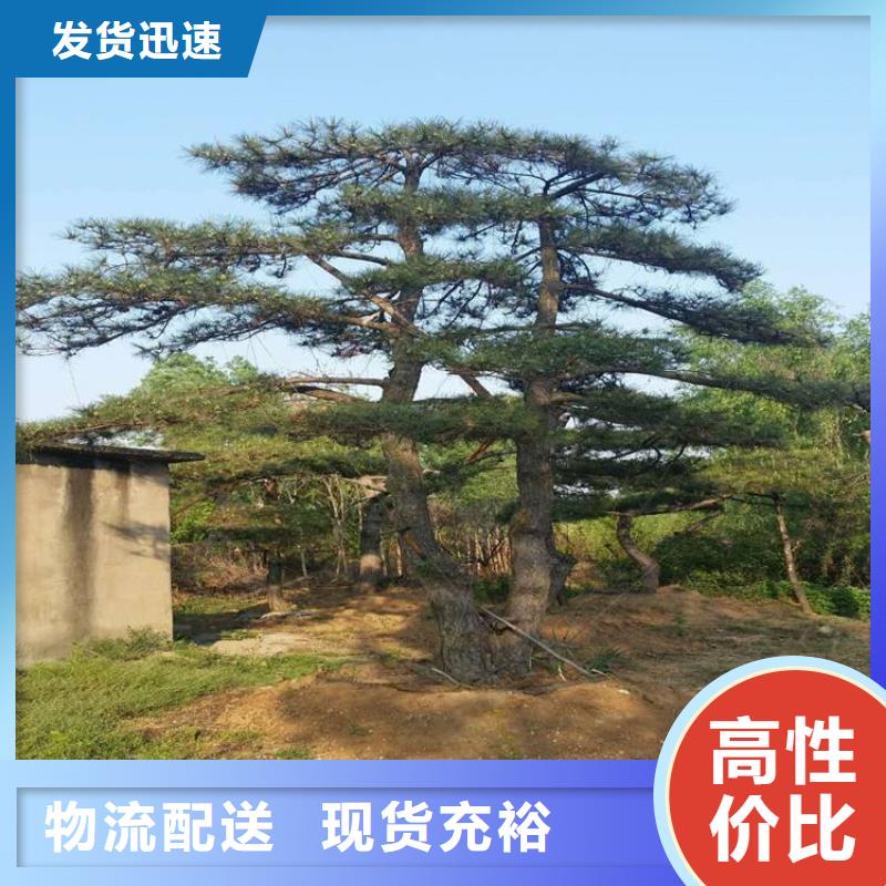 造型松按需定制真材实料快速发货