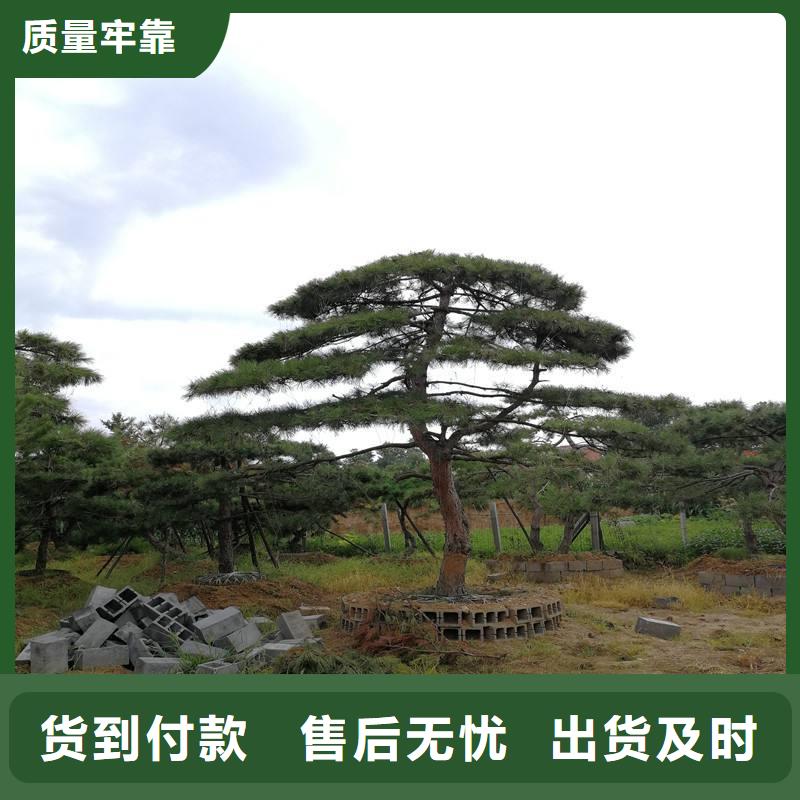 景观松可按需定做源头厂家量大价优
