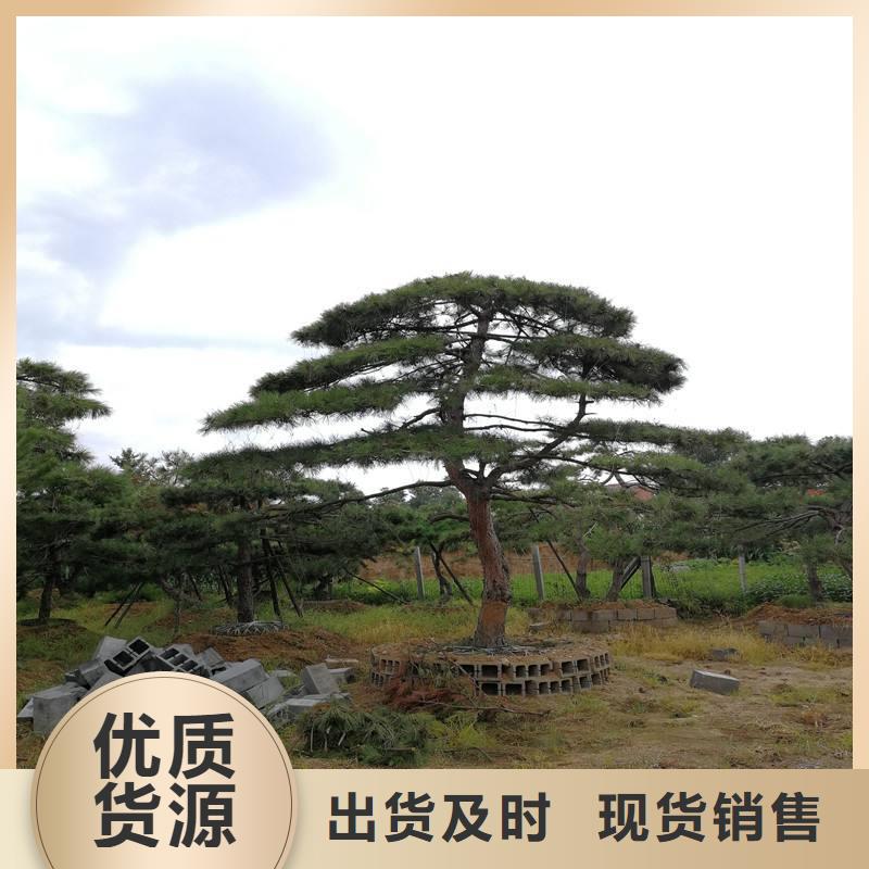 买造型黑松必看-经验丰富的简单介绍
