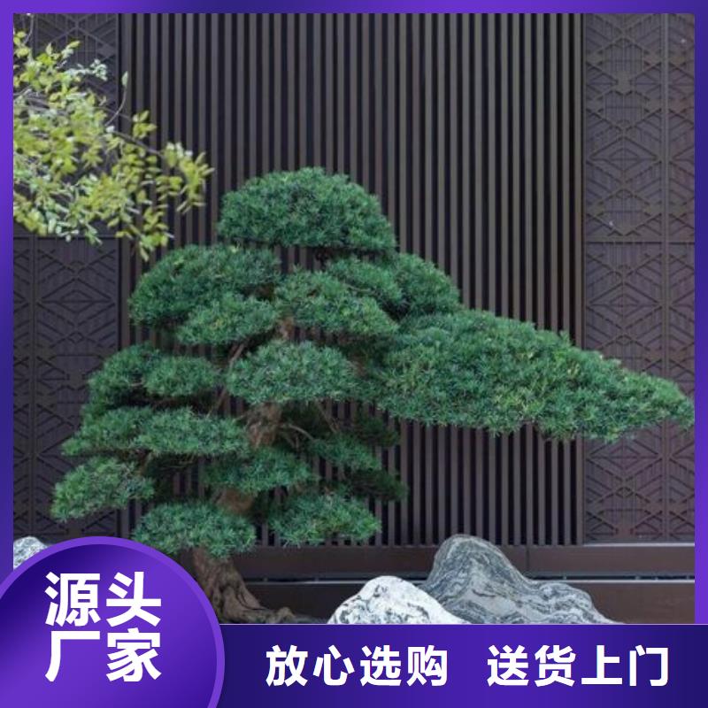 库存充足的造型油松厂家本地生产商