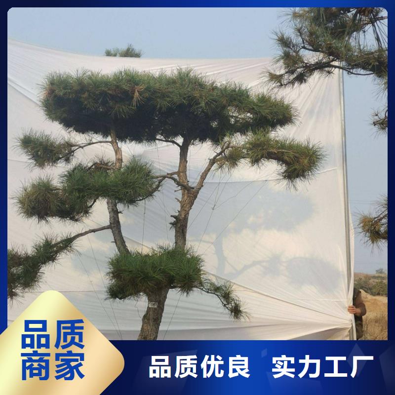  造型松实体诚信厂家出厂价
