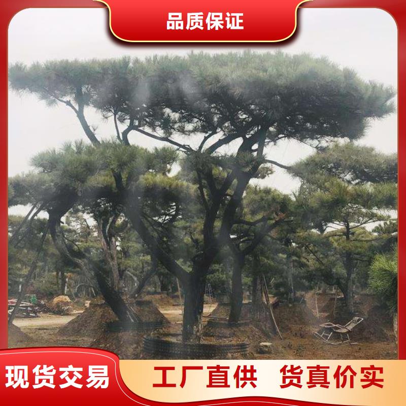 黑松-售后无忧助您降低采购成本