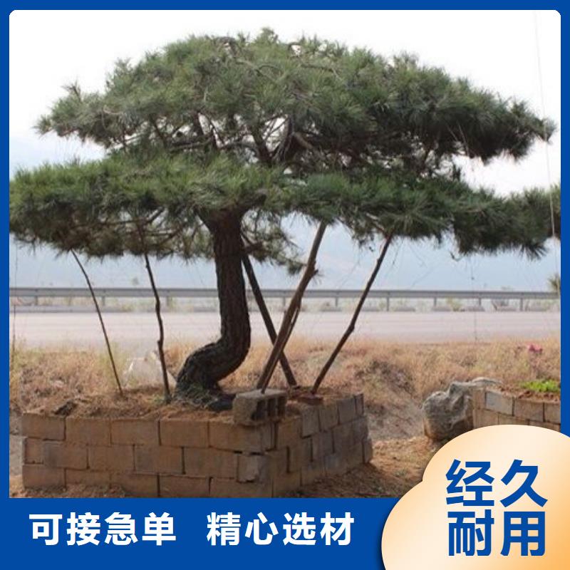 卖泰山松的当地厂家工厂直销