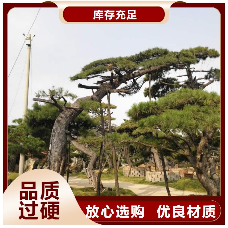 造型松质量为本当地厂家