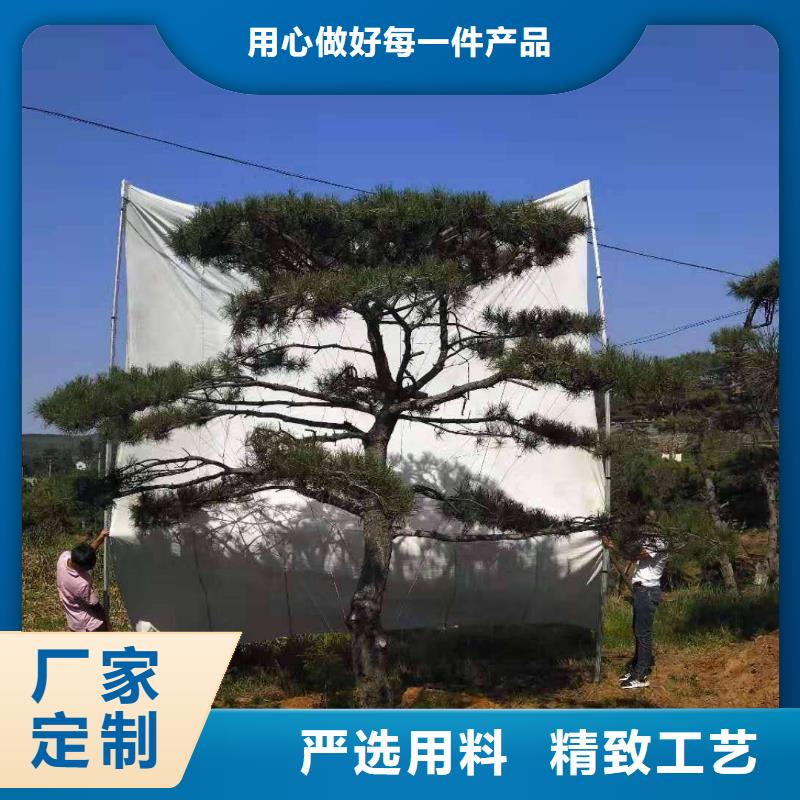景观松品质有保证快捷物流