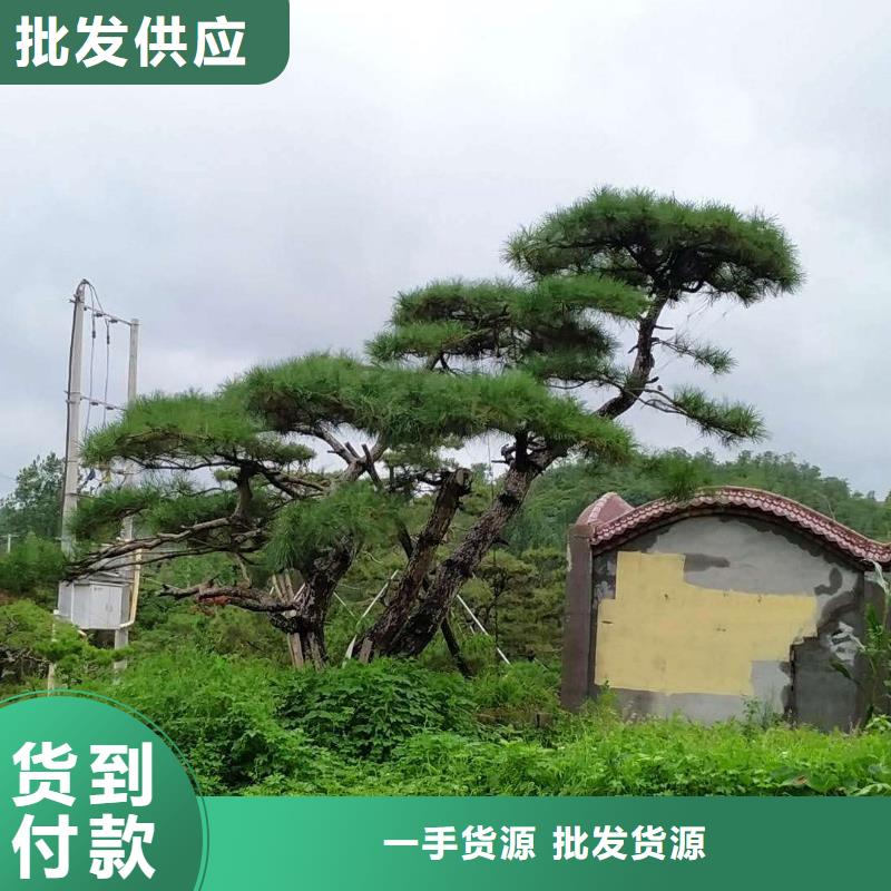 【造型松造型黑松货源直供】让客户买的放心