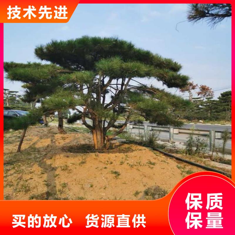 造型松制造厂商本地制造商
