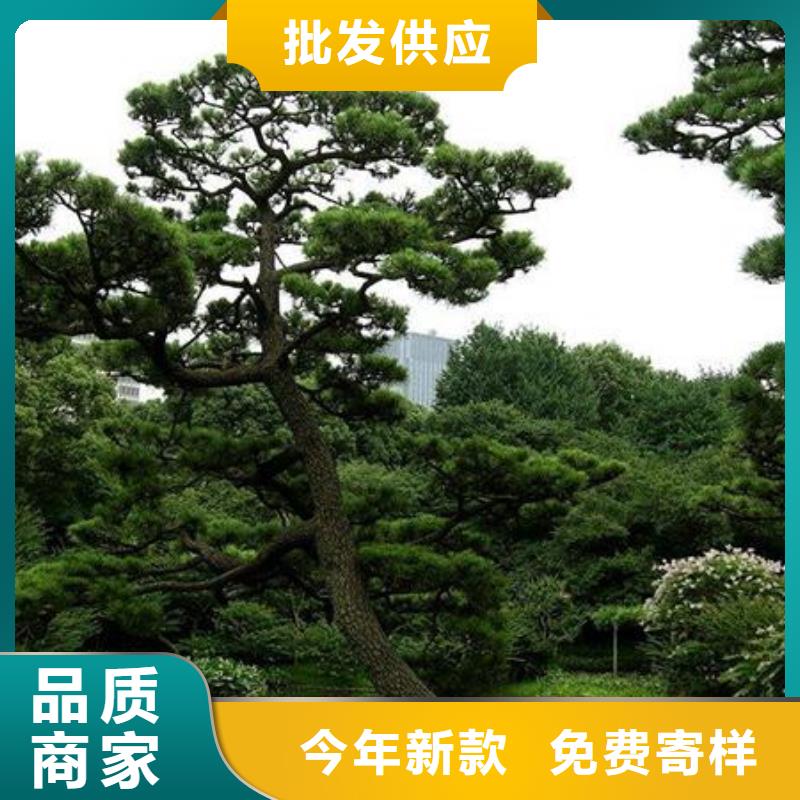 造型松_精益求精产品参数