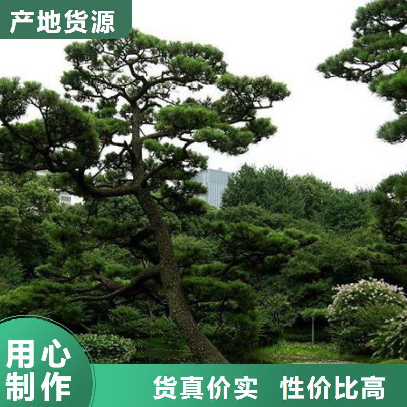 造型松生产厂家-批发客户满意度高