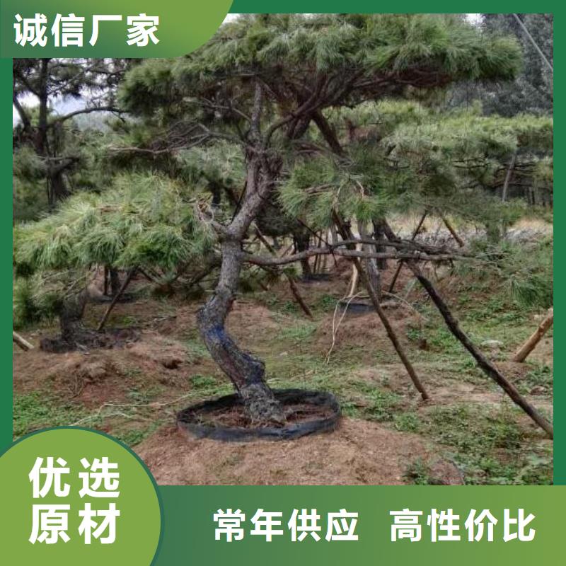 造型景观松供应商价格认准大品牌厂家