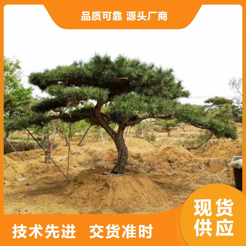 【图】景观松厂家质量看得见