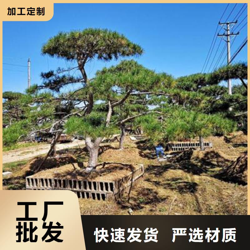 找造型迎客松厂家当地公司