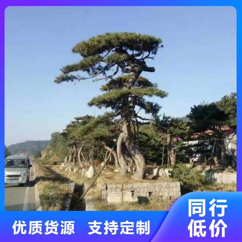 造型松打造行业品质本地经销商