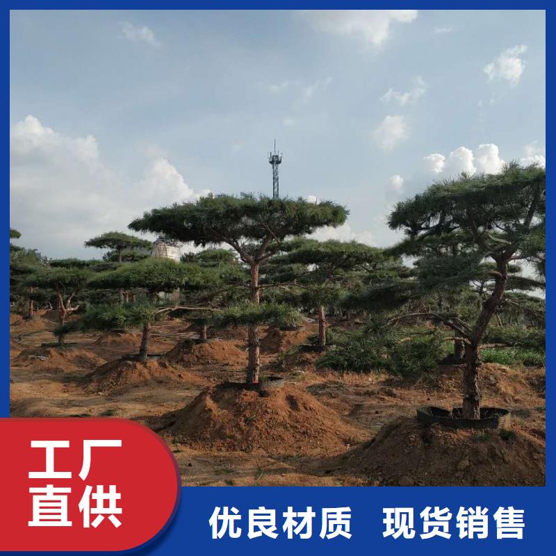 供应批发造型景观松厂家同城公司