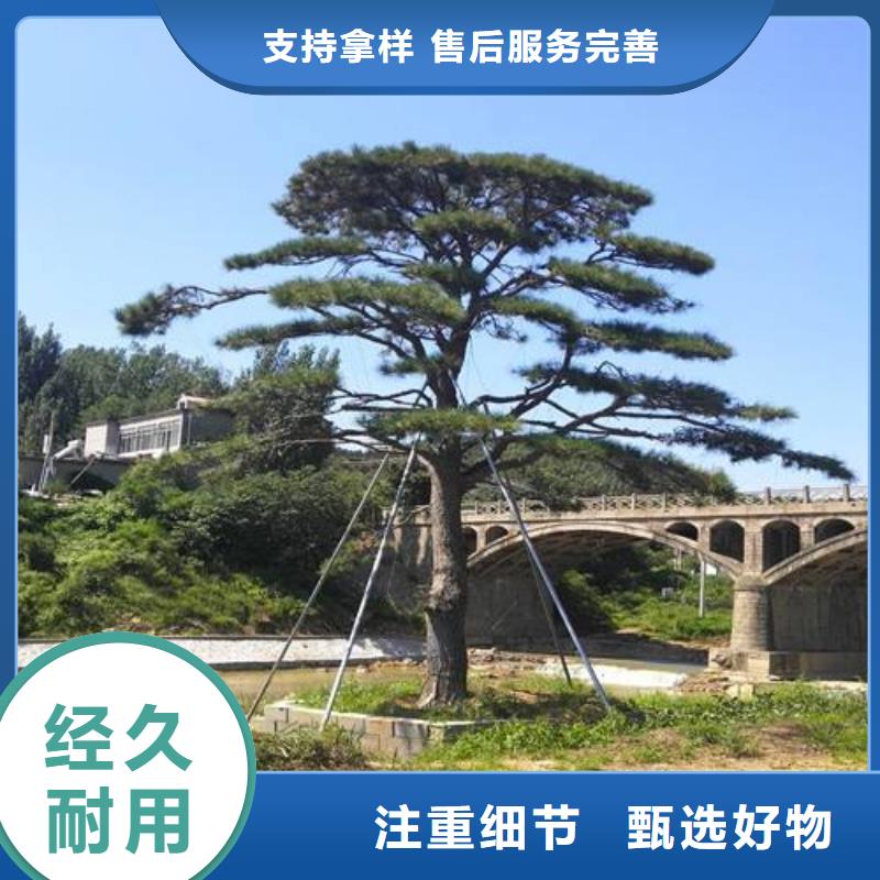 泰山迎客松周期短价格优每一处都是匠心制作
