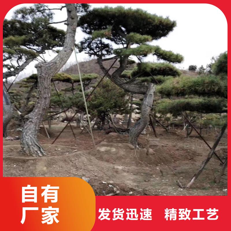 找泰山风景松实体大厂拒绝伪劣产品