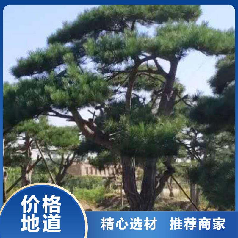 买黑松注意事项按需定做