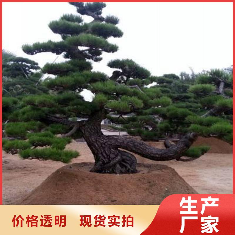 造型油松图片本地生产厂家