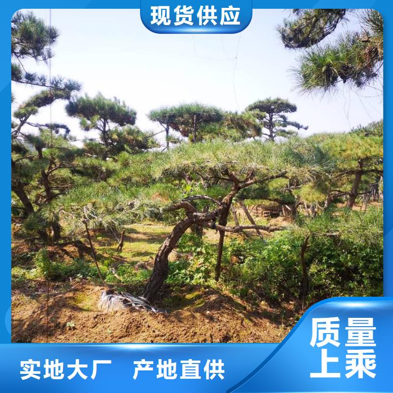 生产异型松的当地厂家专业的生产厂家