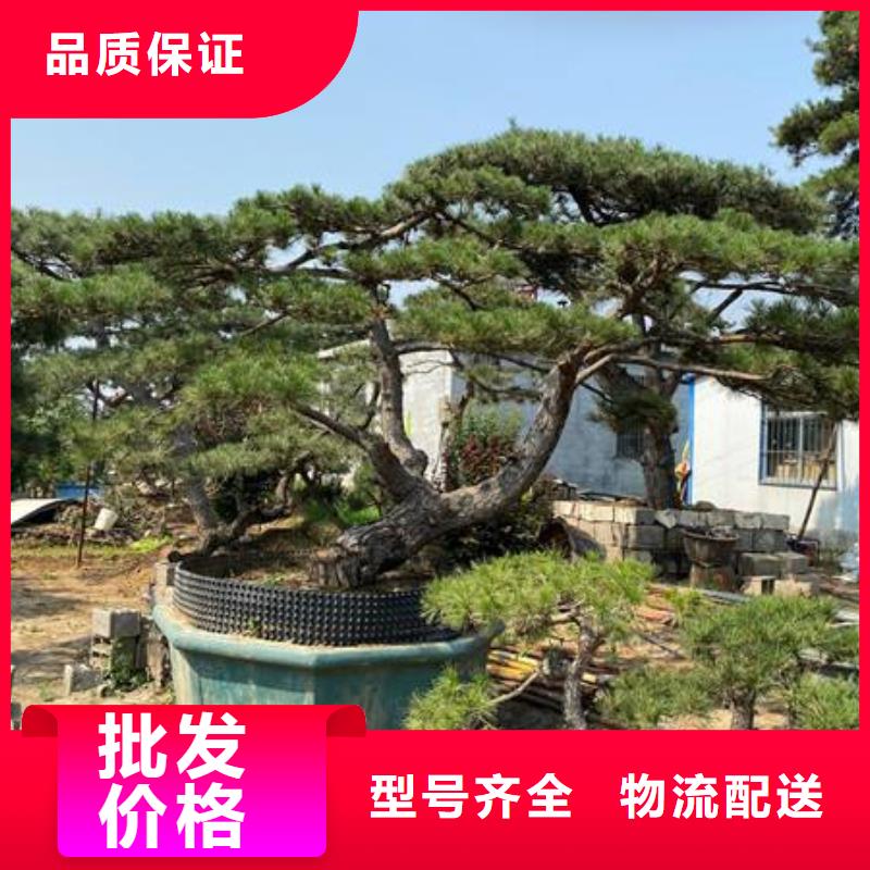 发货及时的平顶松厂家把实惠留给您