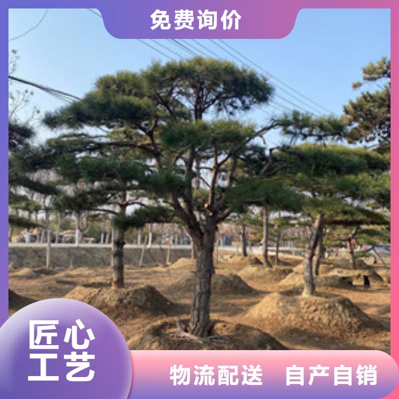 平顶松当天出货一站式采购商