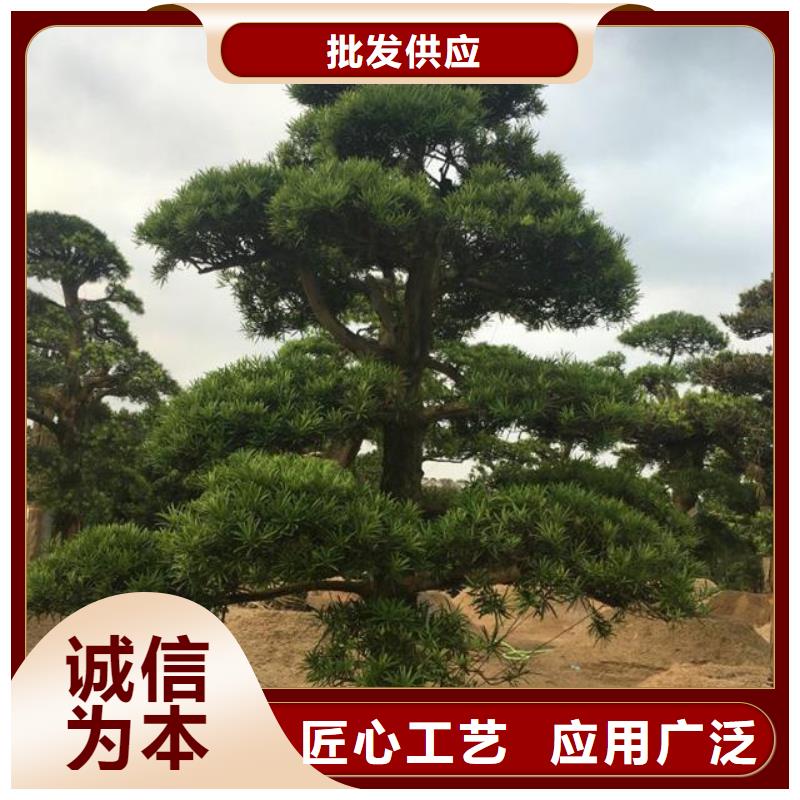 油松-按需定制本地公司