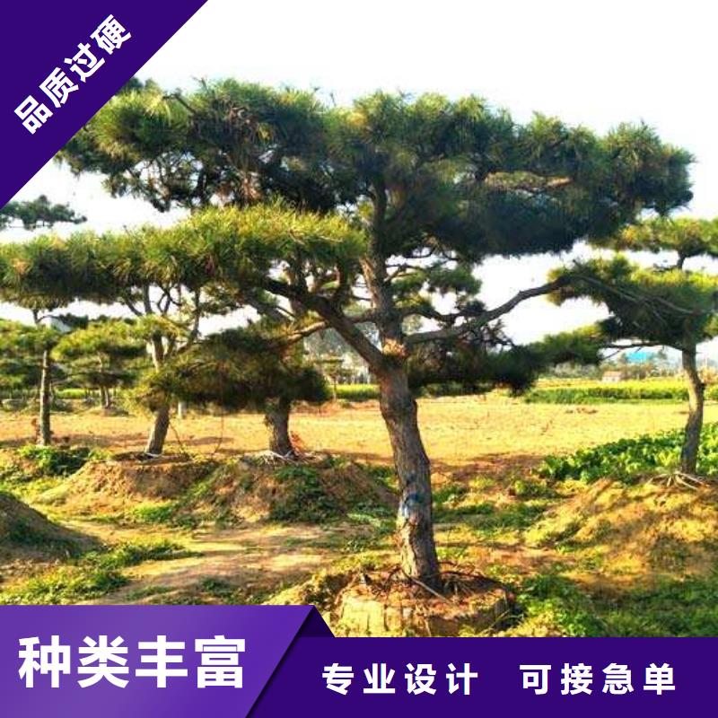 造型油松厂家送货及时工厂直销