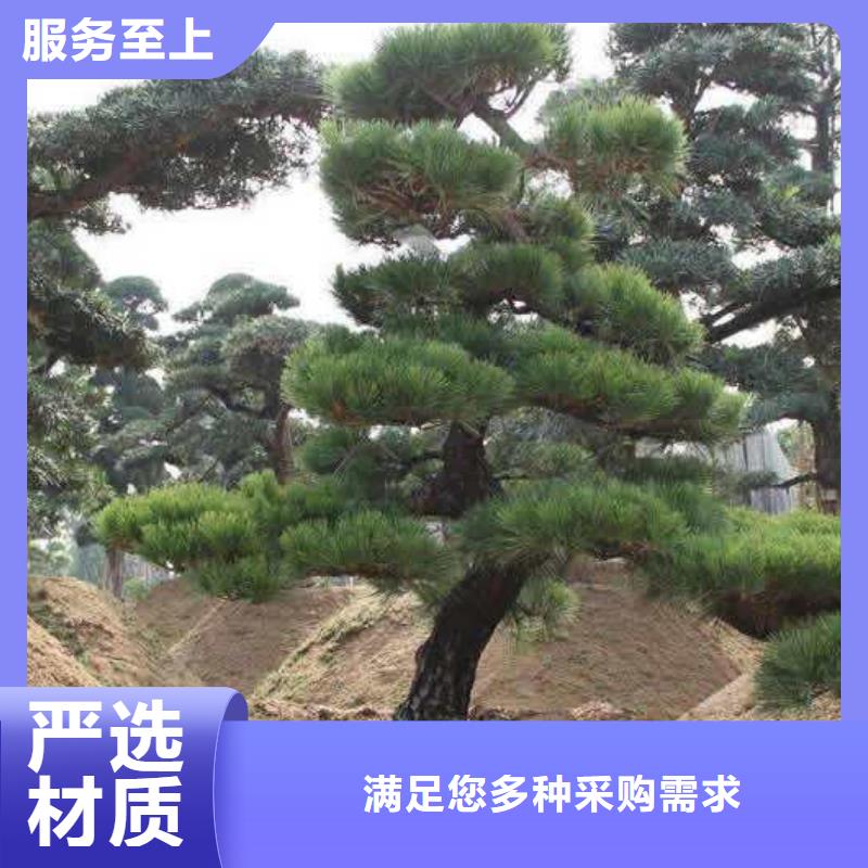 #景观松#-品质保证设备齐全支持定制