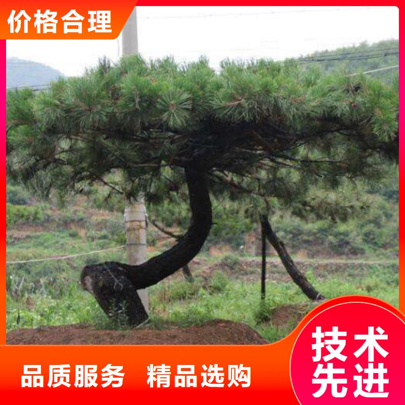  造型松精工细作品质优良同城服务商