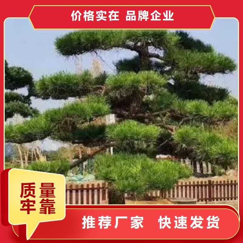 五指山市造型迎客松品质与价格本地制造商