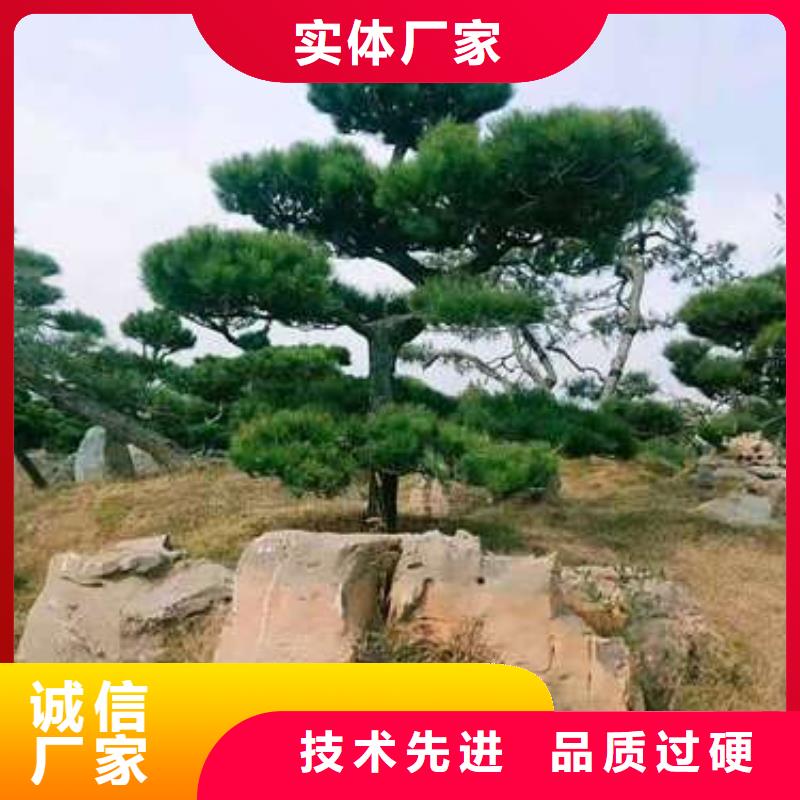 平顶松经久好用当地生产厂家