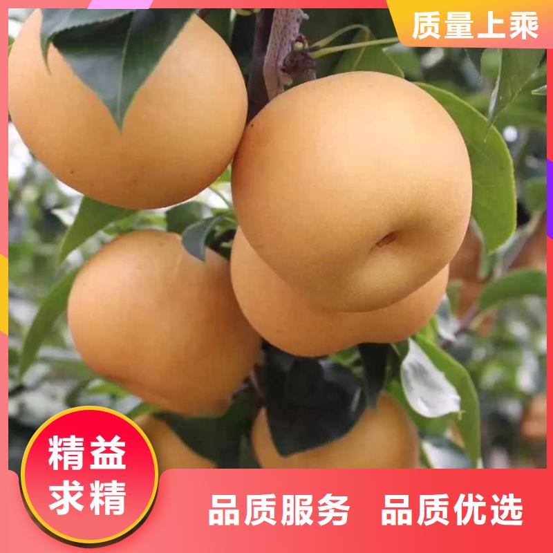 秋月梨种植苗资讯本地货源