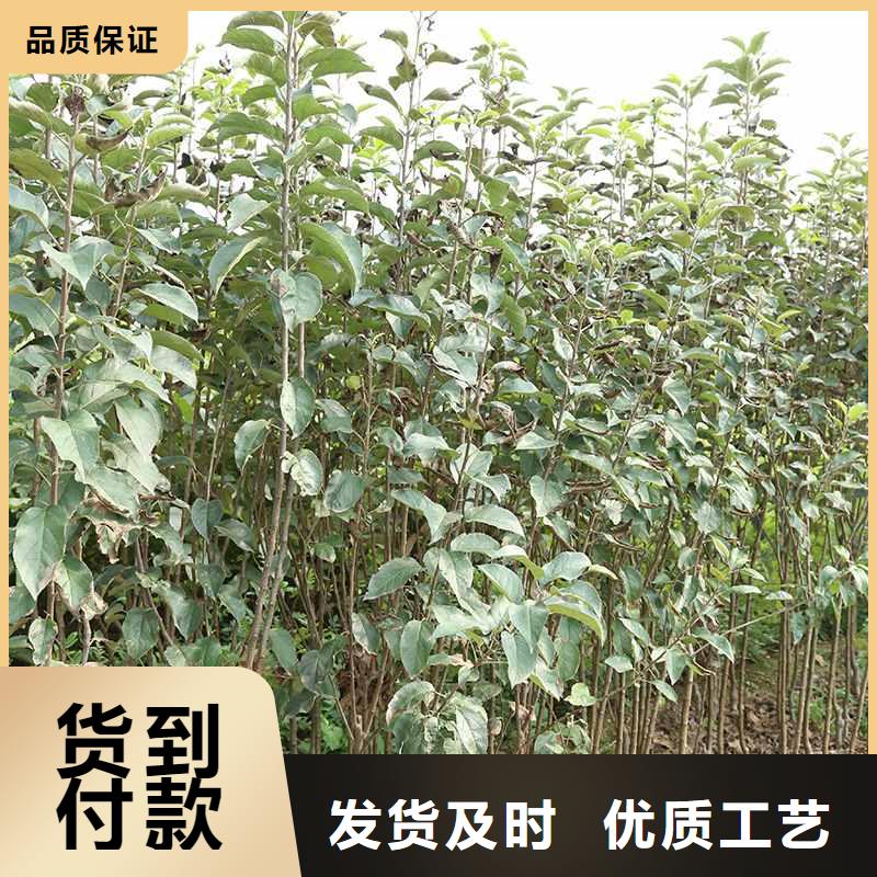 秋月梨树苗管理方式现货齐全售后无忧