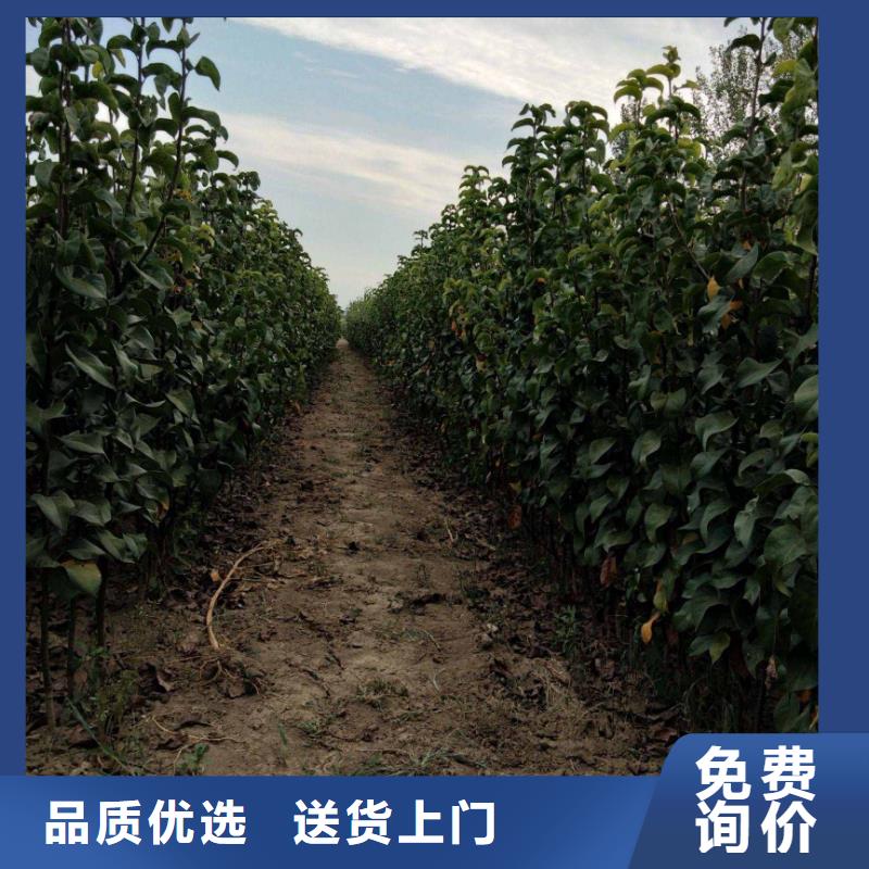 梨山桃苗实力才是硬道理多家仓库发货
