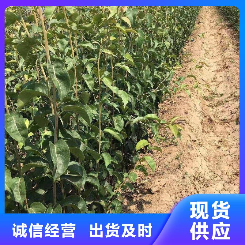 【梨杜梨苗细节决定成败】品质保障售后无忧