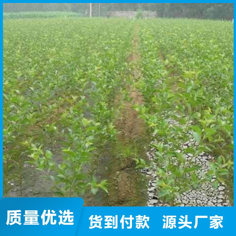 秋月梨树苗质优价廉专注生产N年