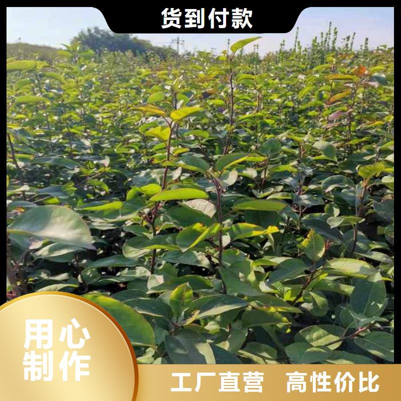 秋月梨苗多少钱一株严谨工艺