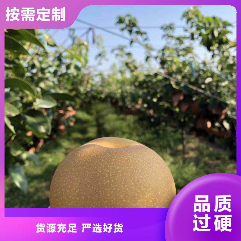 秋月梨树苗行情同城厂家