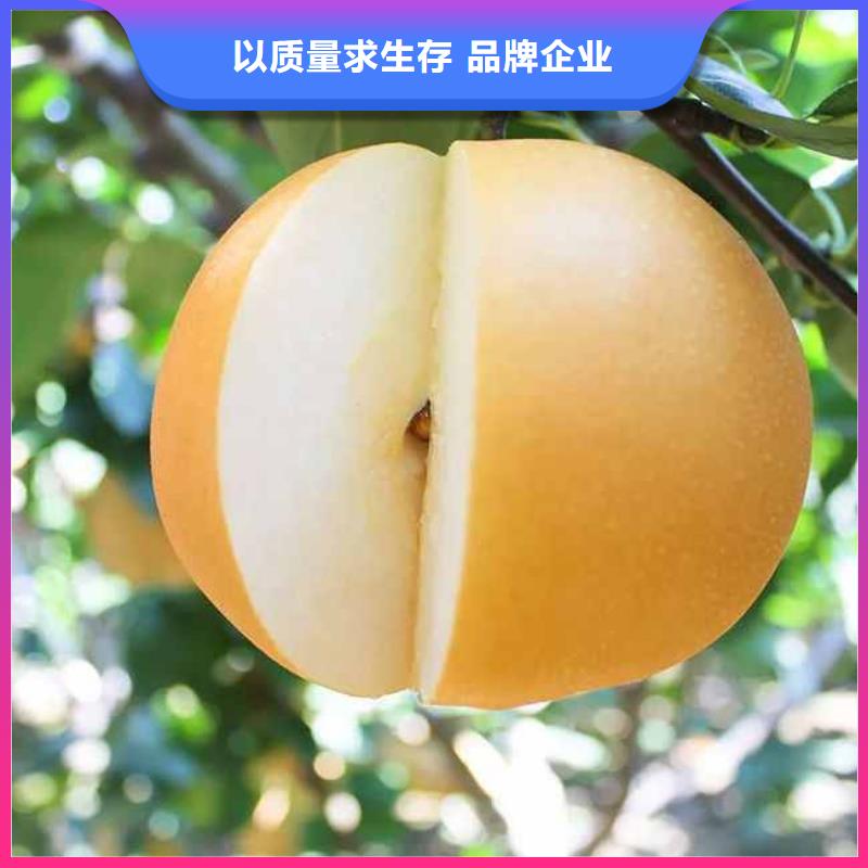 秋月梨树苗批发基地供应商