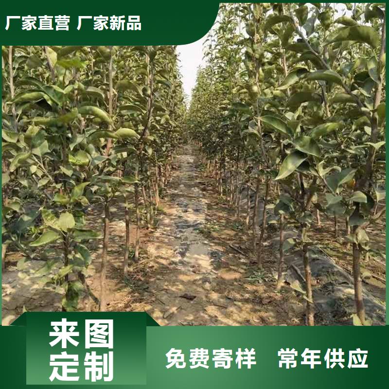 梨红香酥梨树苗实力派厂家同城制造商