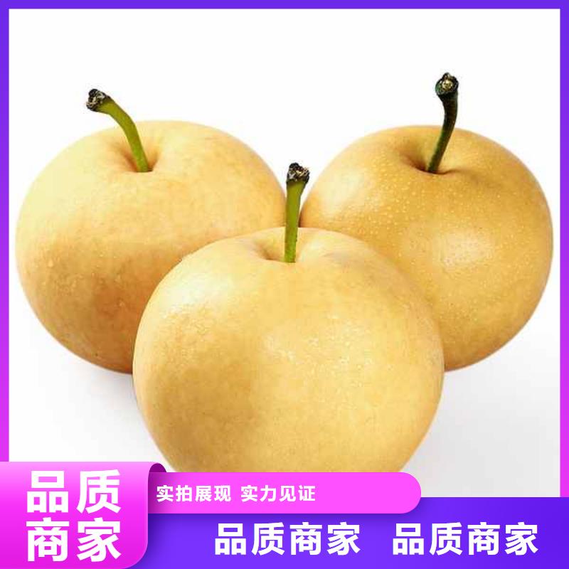 【梨】,秋月梨树苗全品类现货本地生产厂家