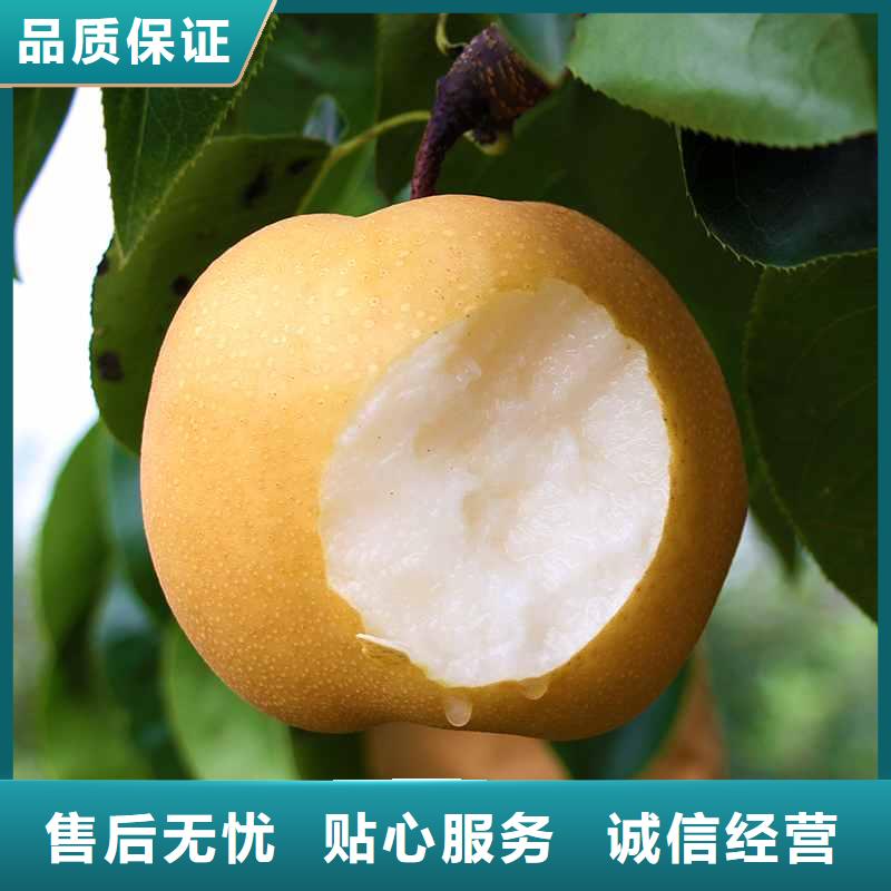 秋月梨苗资讯同城制造商