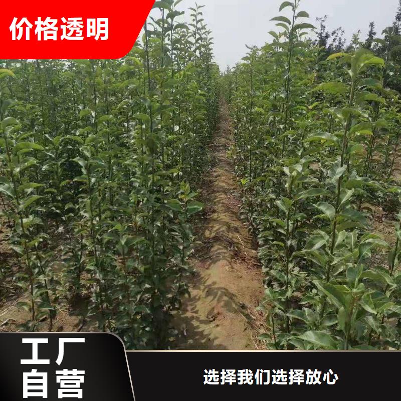梨_皇冠梨树苗海量库存本地生产商