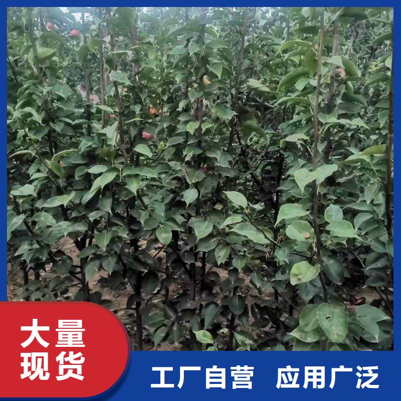 秋月梨苗怎么买专业完善售后